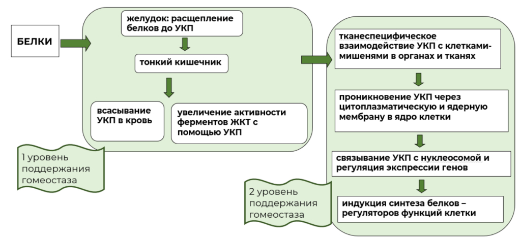 Рисунок 1. Роль коротких пептидов